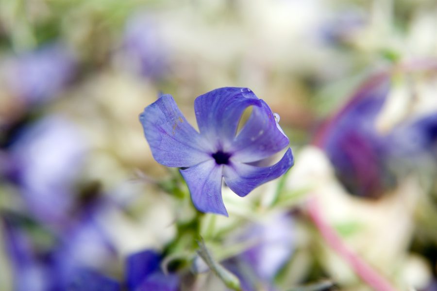 Full plant of Wild Blue Phlox