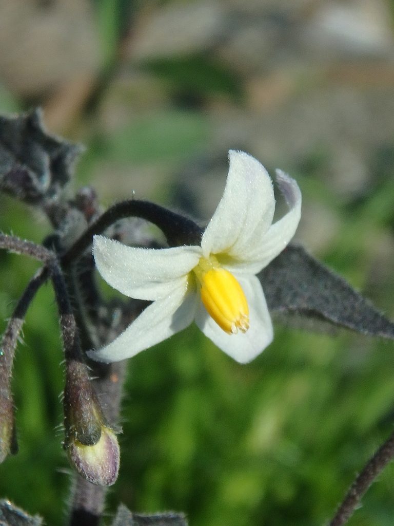 Black Nightshade close-up