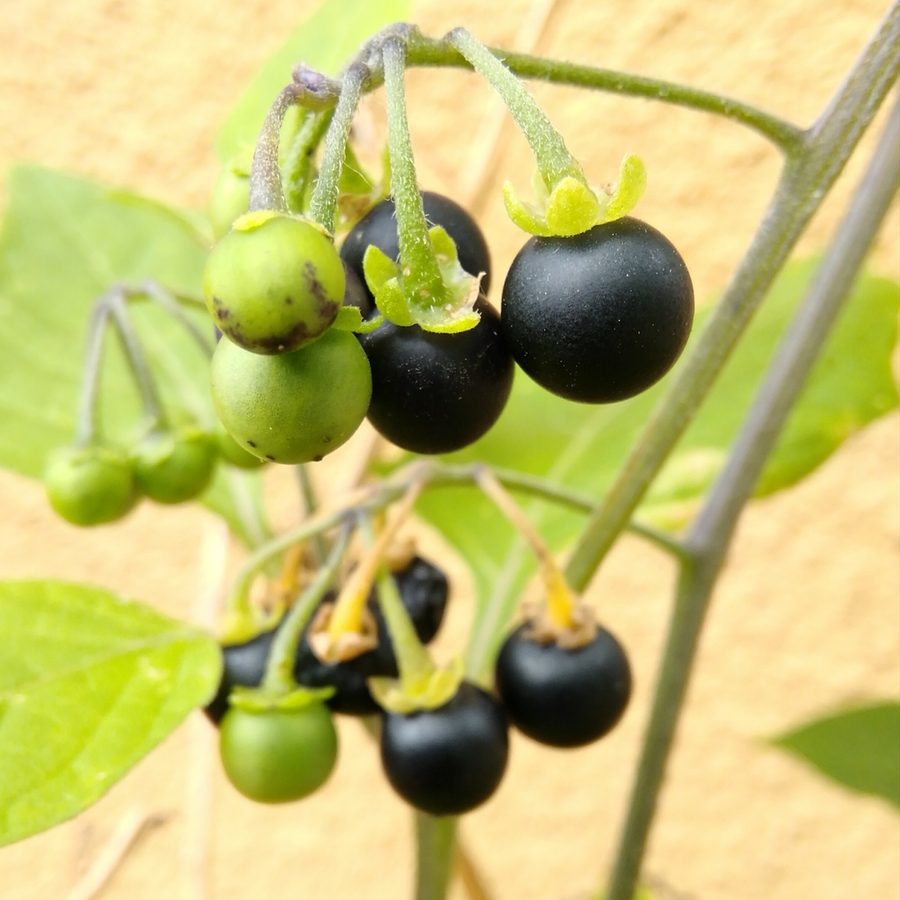 Full plant of Black Nightshade