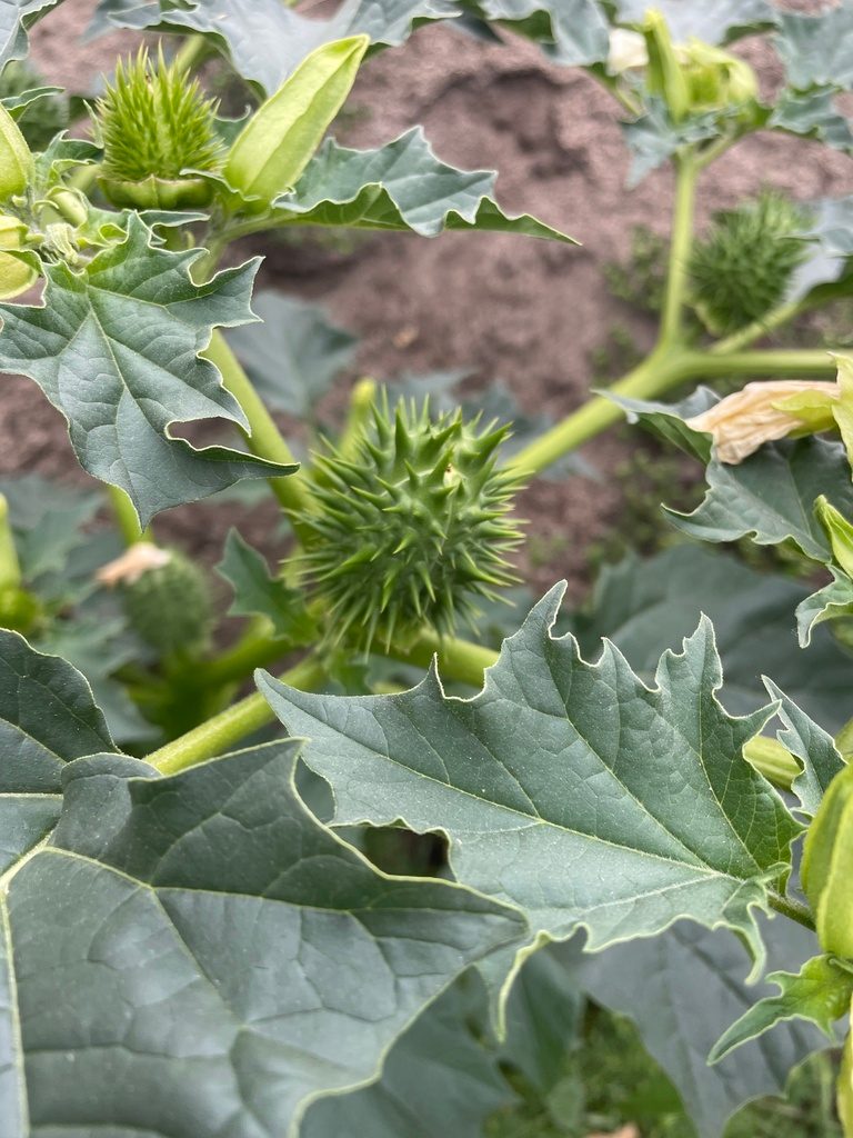 Jimsonweed close-up