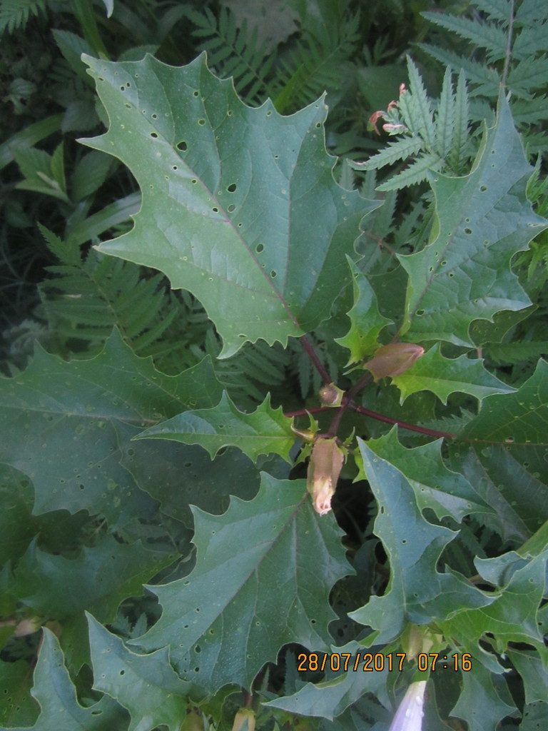 Full plant of Jimsonweed