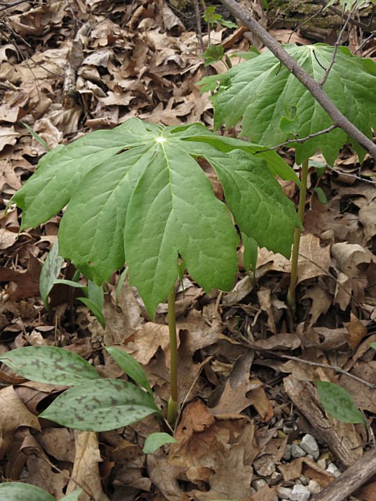 Full plant of Mayapple