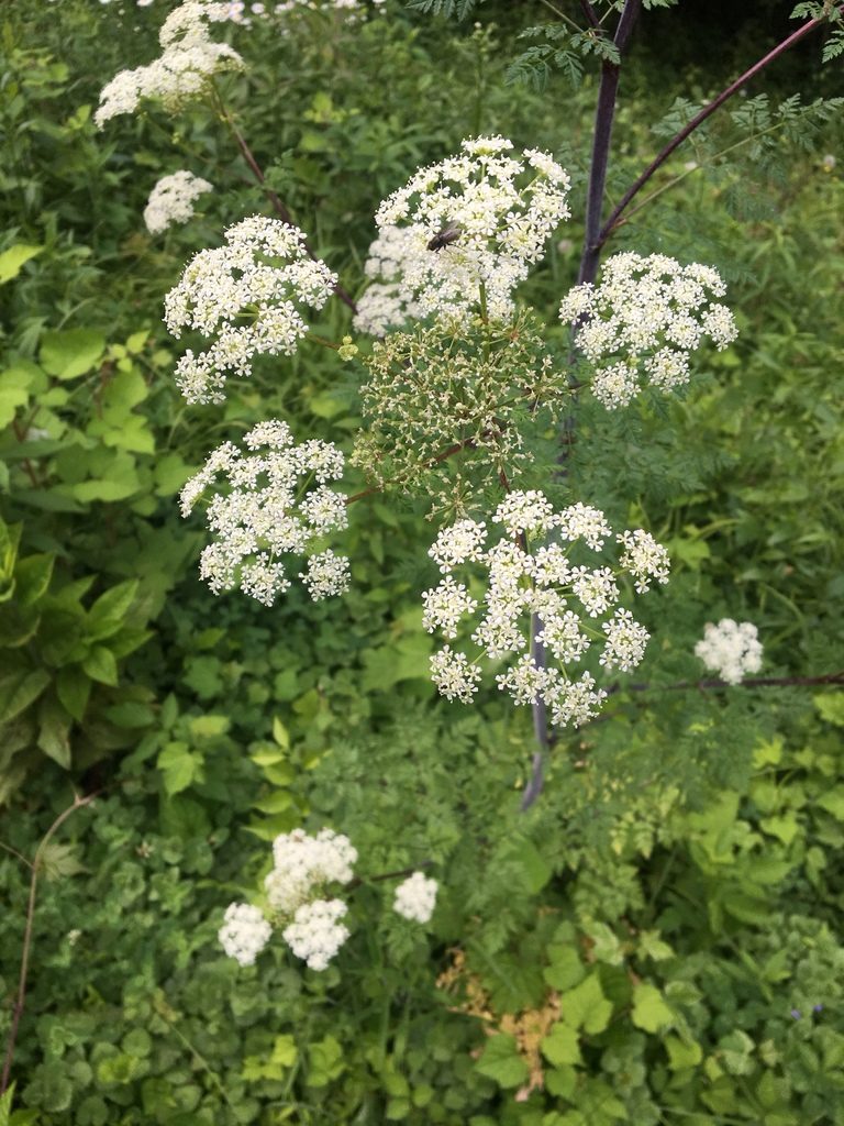Poison Hemlock close-up