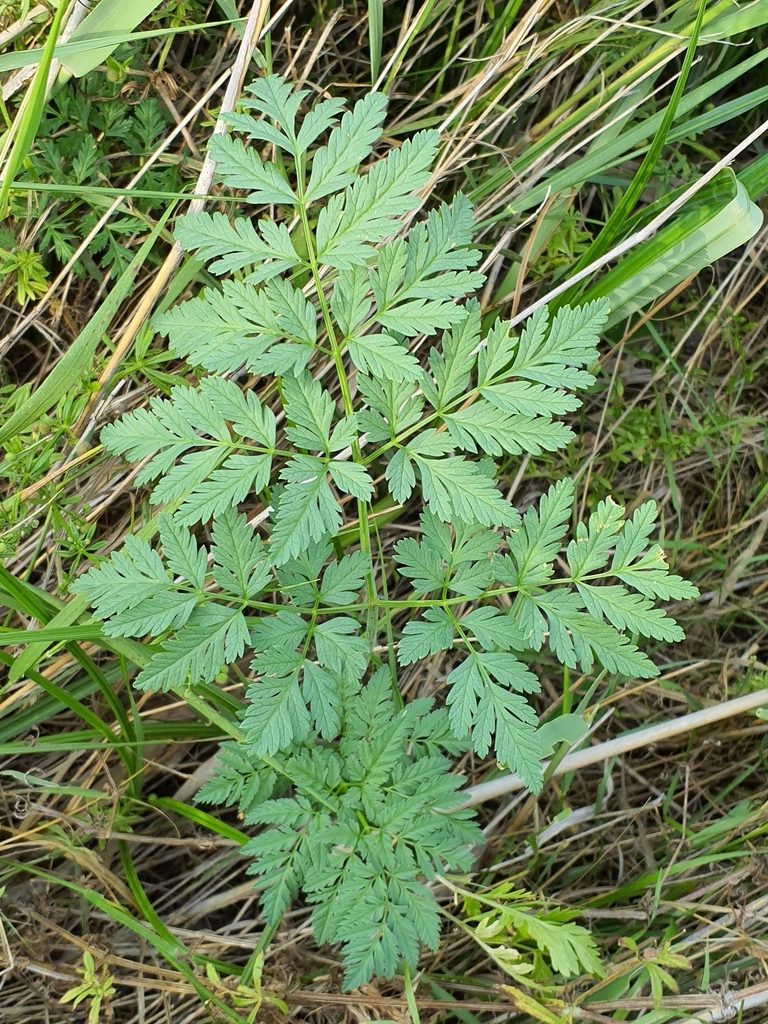 Full plant of Poison Hemlock