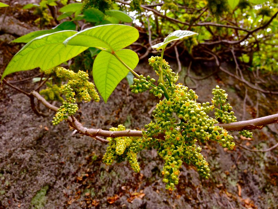 Full plant of Poison Ivy