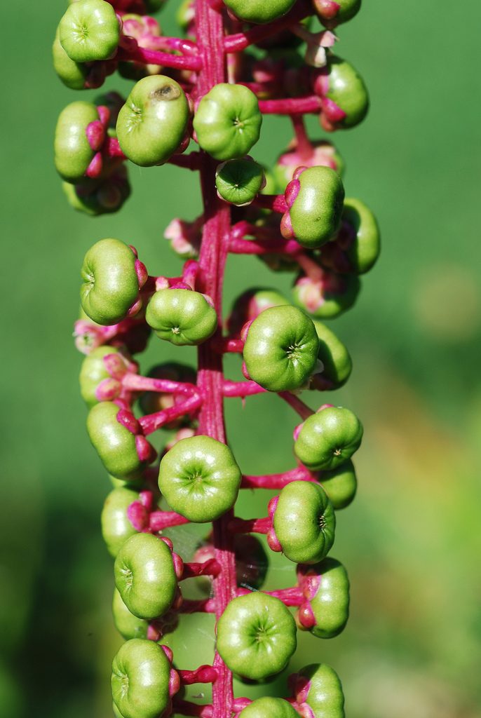 Pokeweed close-up