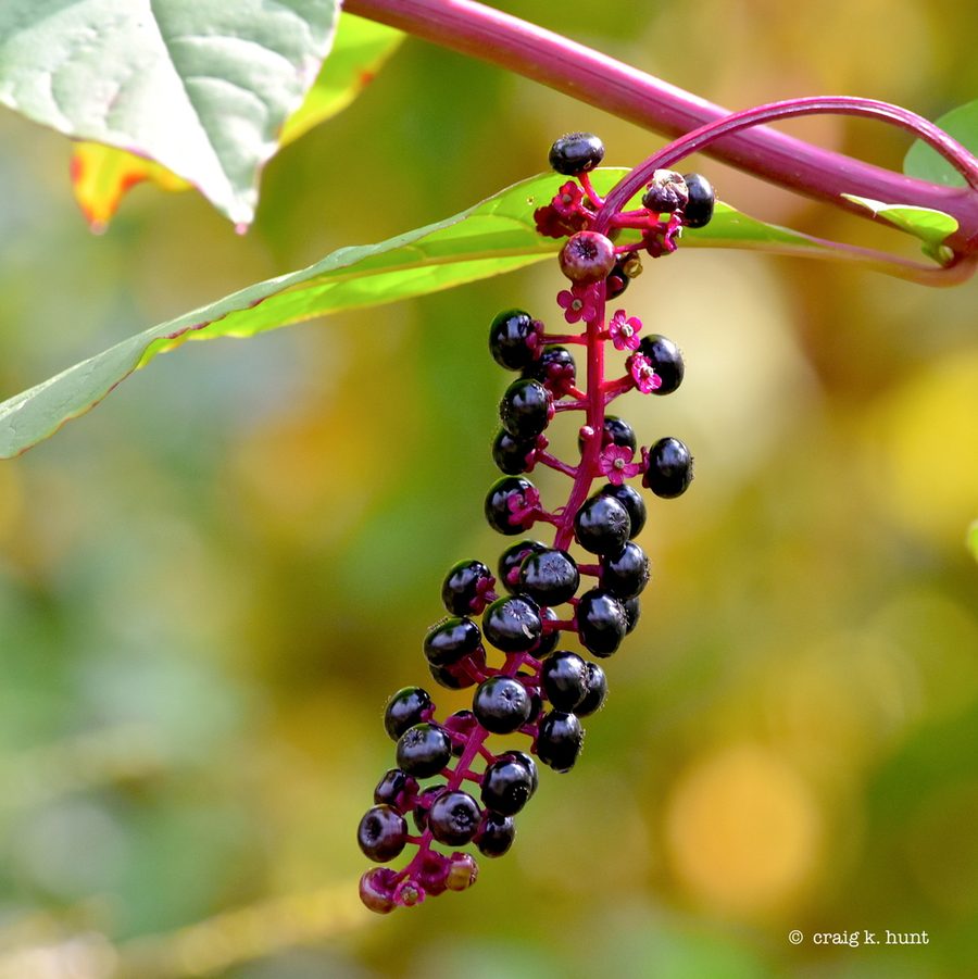 Full plant of Pokeweed