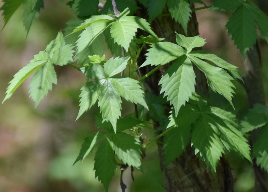 Virginia Creeper close-up