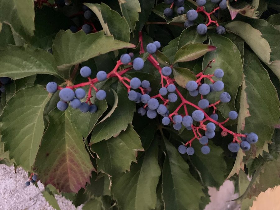 Full plant of Virginia Creeper