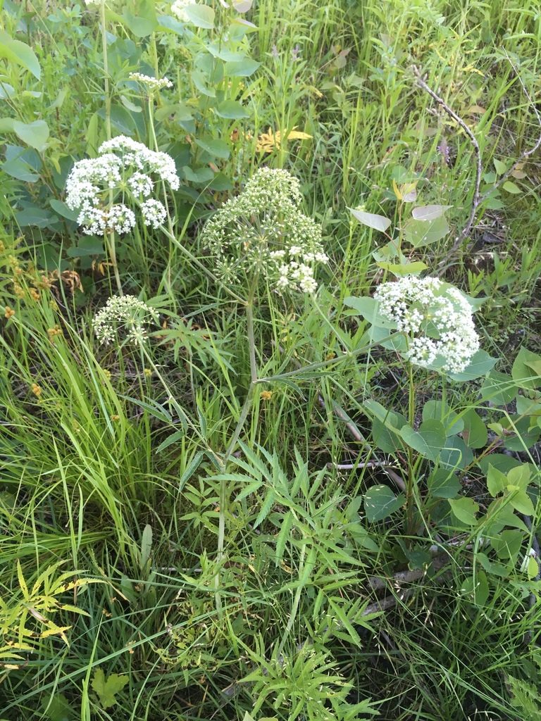 Water Hemlock close-up