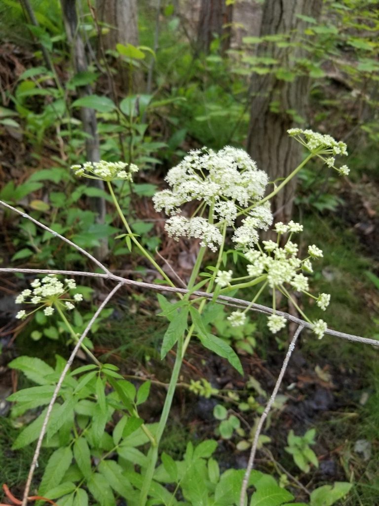 Full plant of Water Hemlock