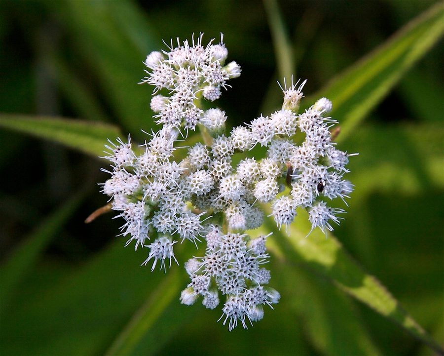 White Snakeroot close-up