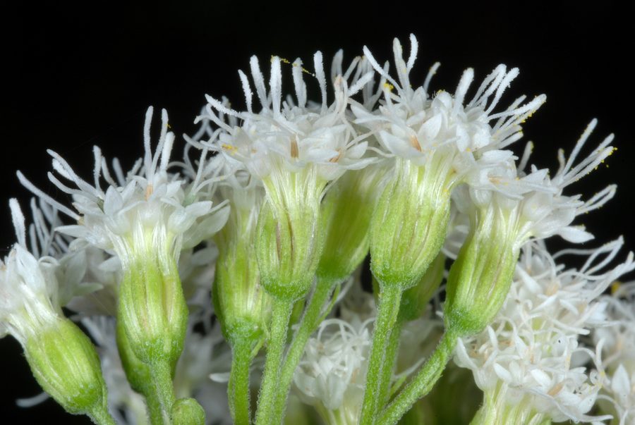 Full plant of White Snakeroot
