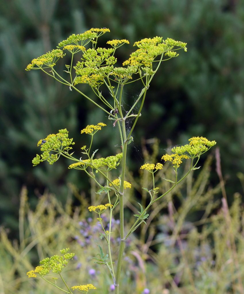 Wild Parsnip close-up