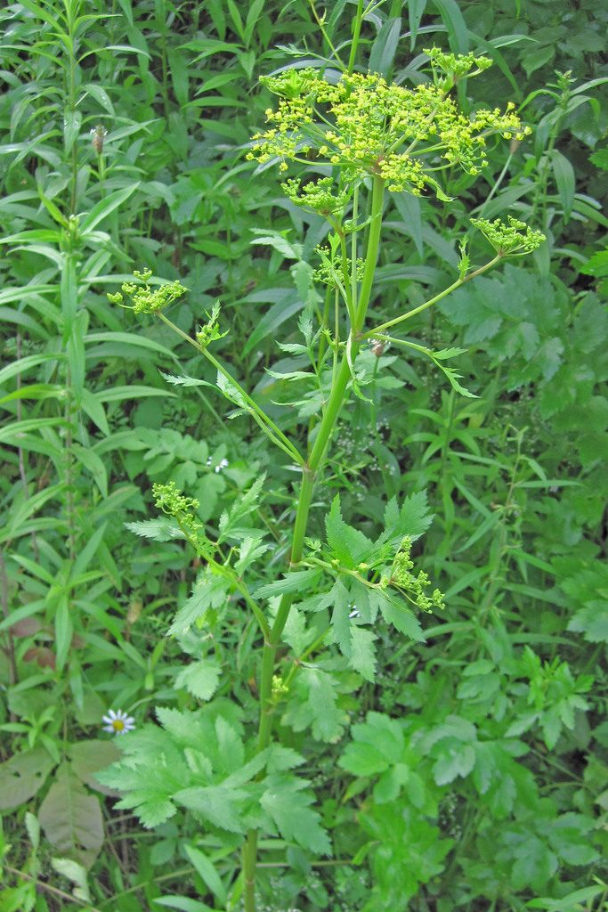 Full plant of Wild Parsnip